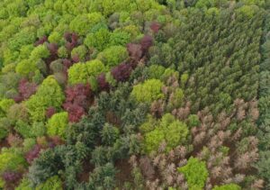 Arboretums-copyright_C.-Cuvelier