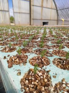 Pinus Sylvestris im Alter von 3 Wochen