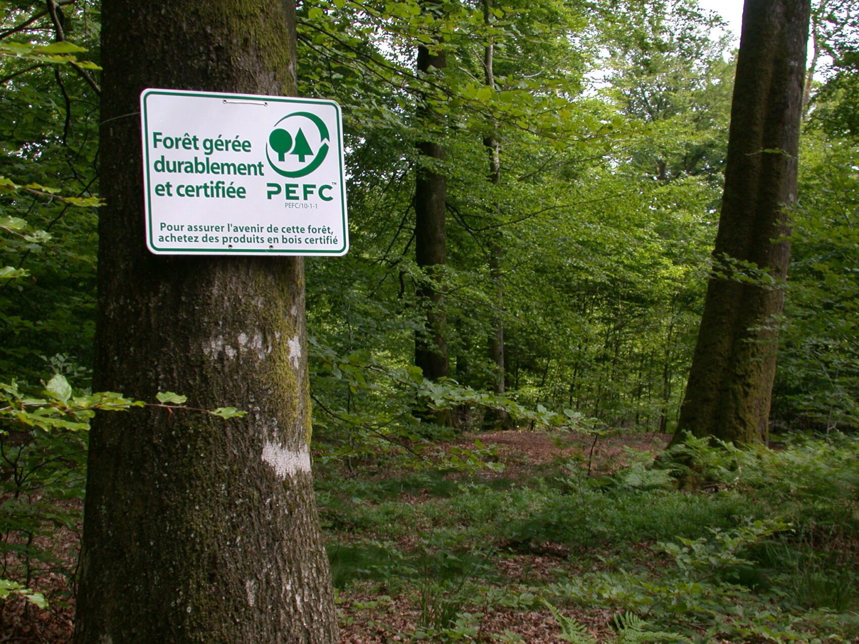 Boom met PEFC-teken. Dit bos wordt duurzaam beheerd