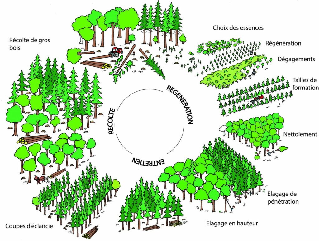 Forest cycle - regeneration, maintenance, harvesting