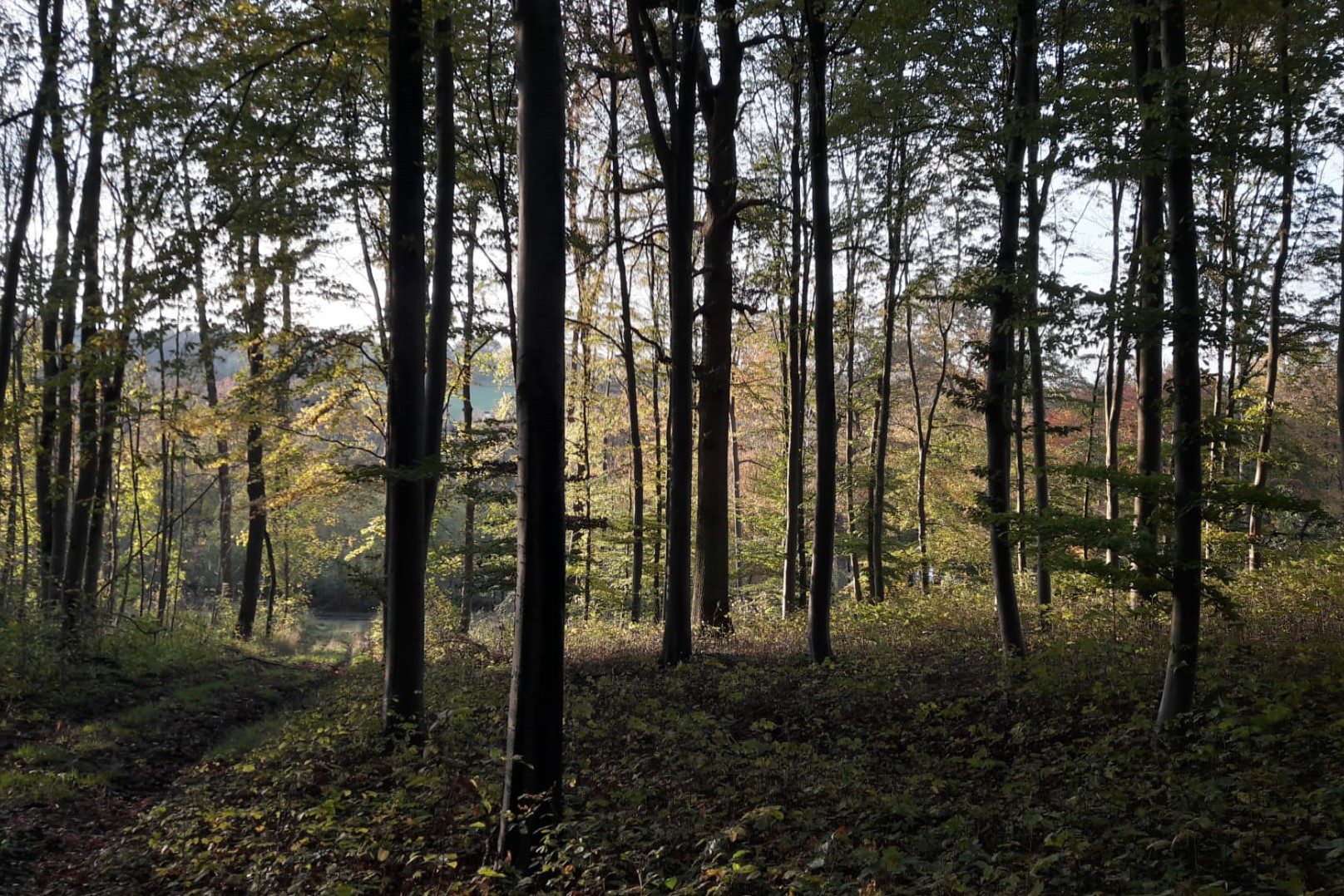 Forest in Fall © O. Bienfait
