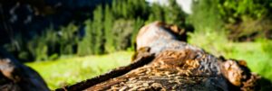 Ergebnis eines Borkenkäferbefalls