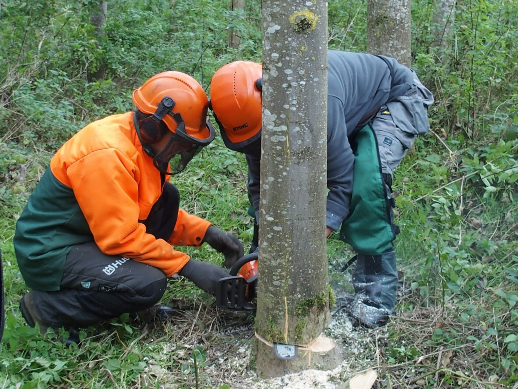 Initiation à la tronçonneuse