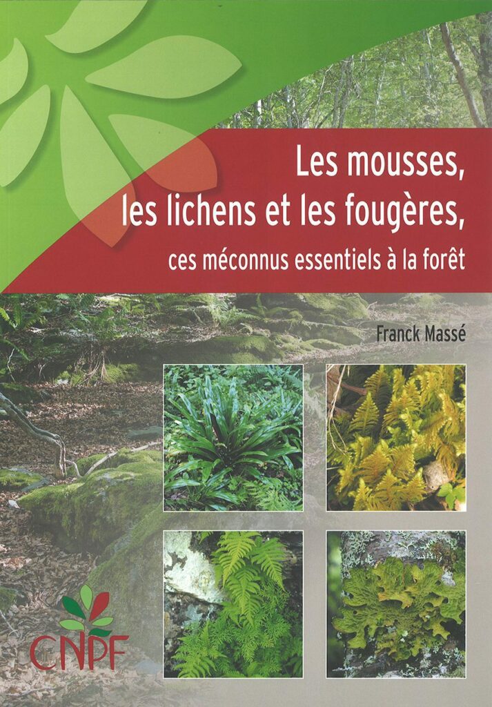 Les mousses, les lichens et les fougères, ces méconnus essentiels à la forêt