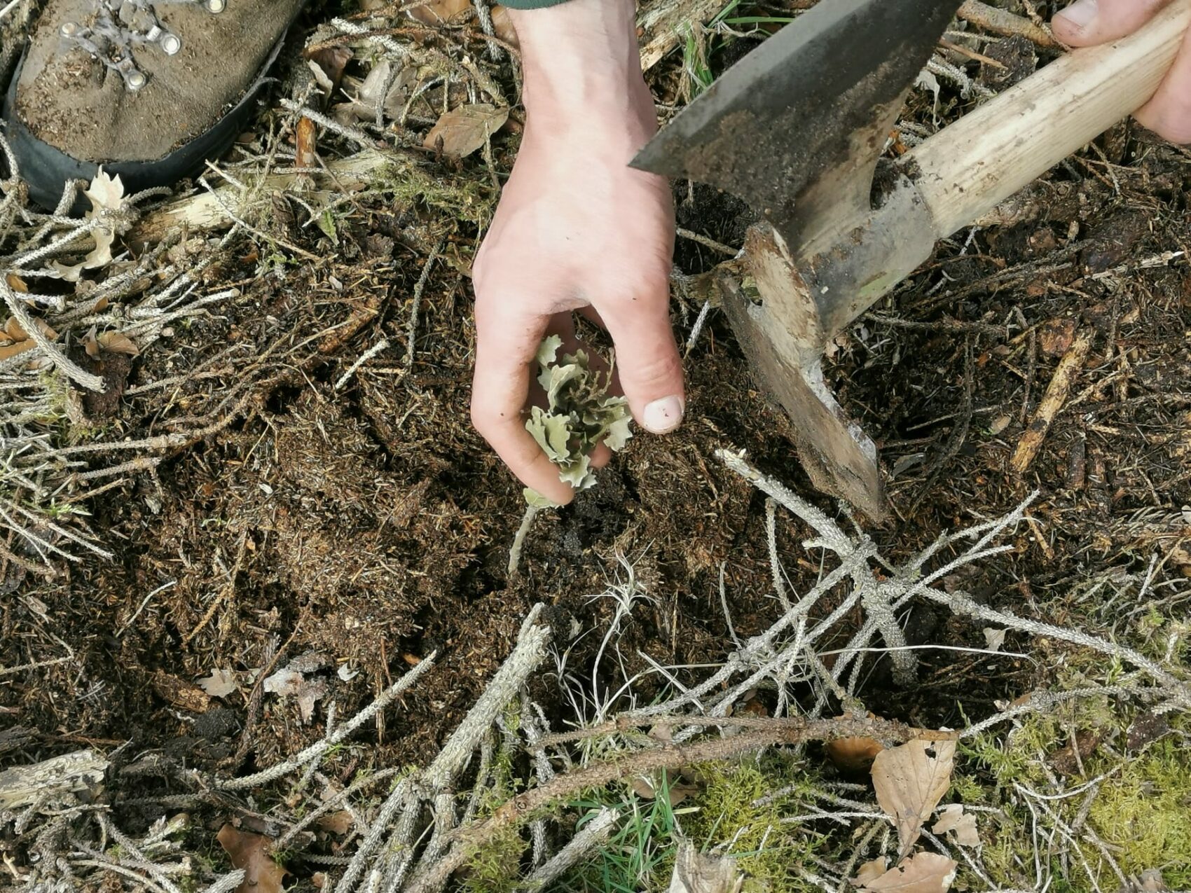 Une main plante un plant dans le sol