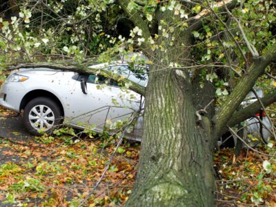 Auto mit Baum verunglückt - Haftpflicht Wald