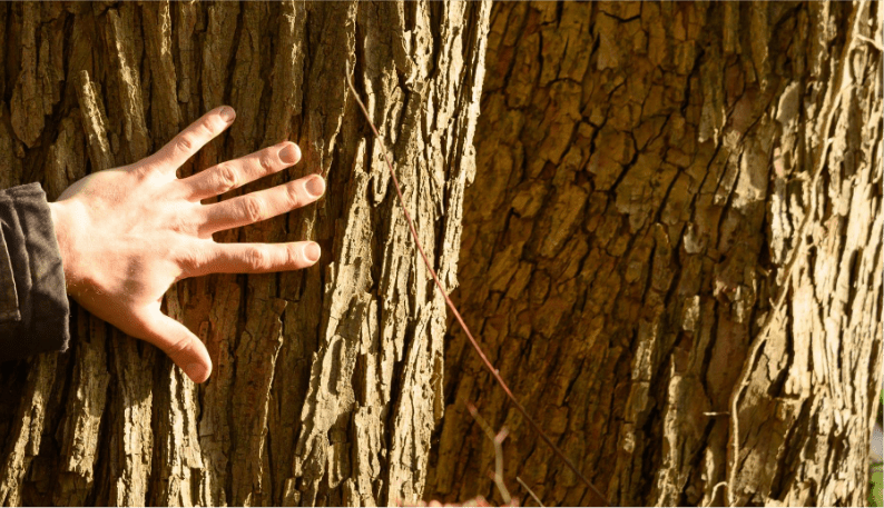 Hand op een boom