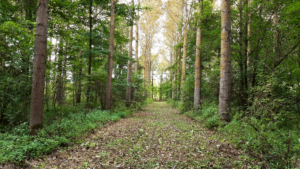 Weg in einem Wald mit Pappeln