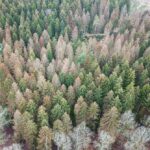 Bilan & perspectives des problèmes sanitaires forestiers