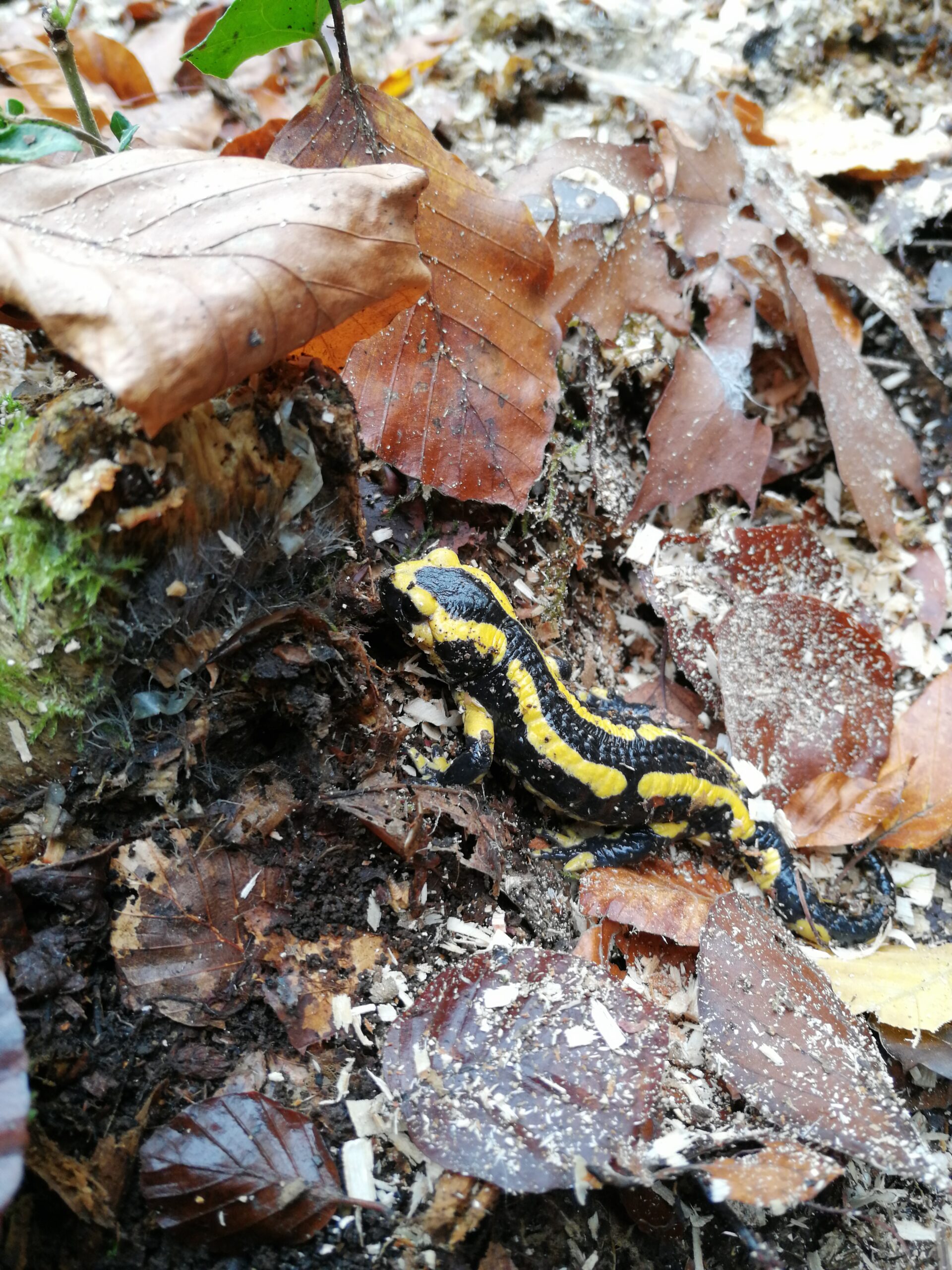 Un petit lézard jaune et noir de la taille d'une feuille d'arbre