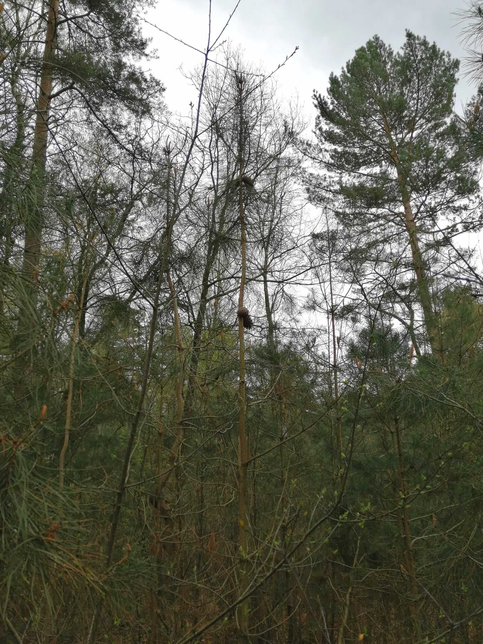 Sylvicultures des pins