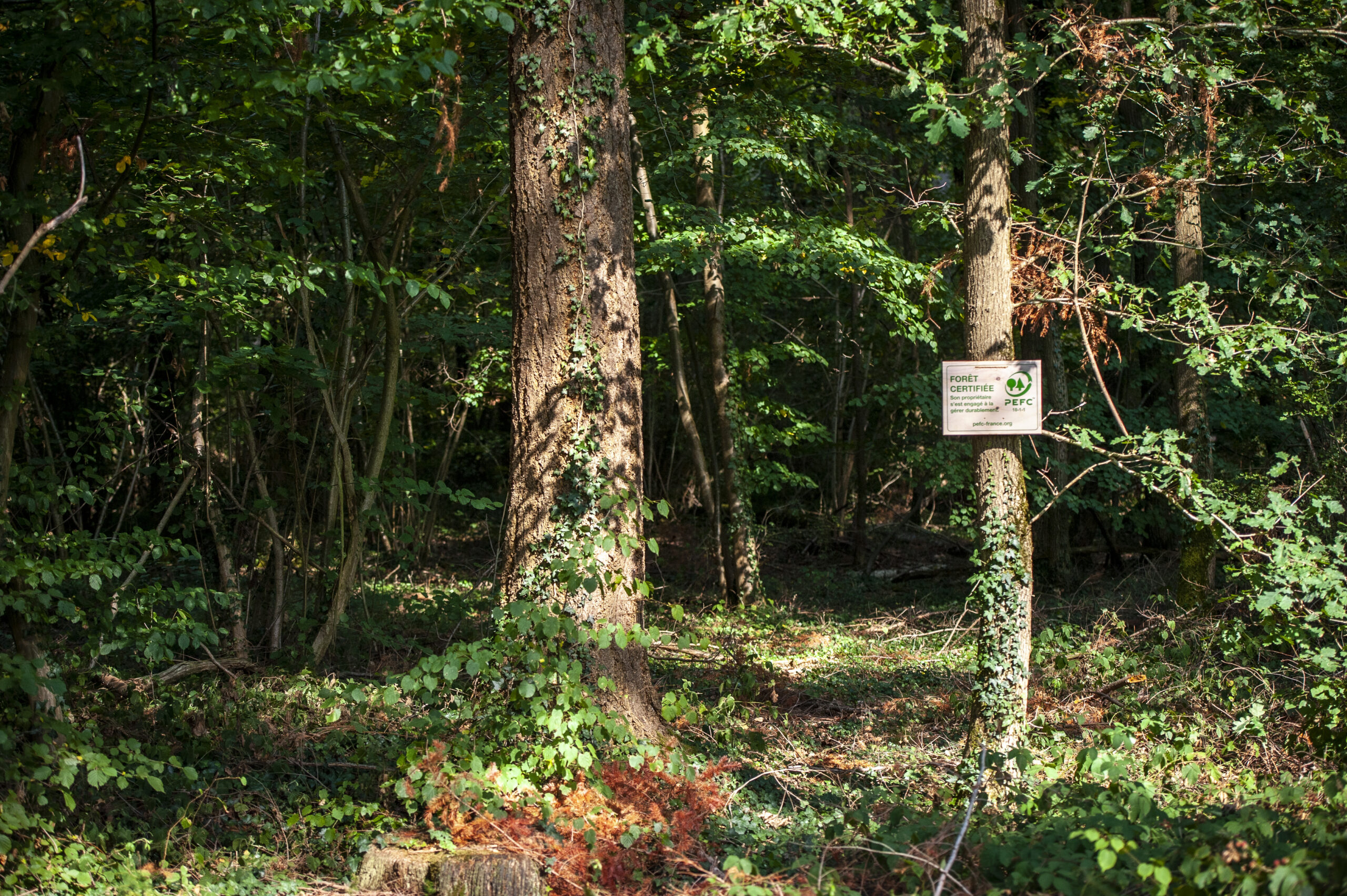 Simple Document Management (SDM) PEFC