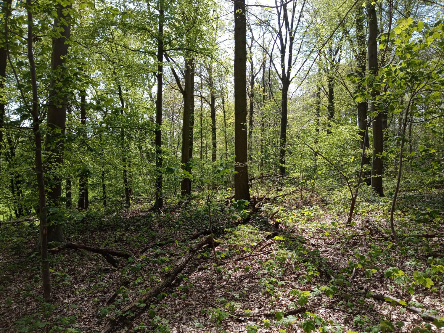 Hammering and silvicultural work in SMCC - Beginner