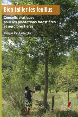 Hedging Pruning deciduous trees properly