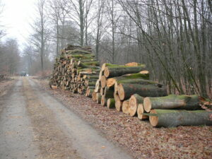 Logs on the side of a forest path