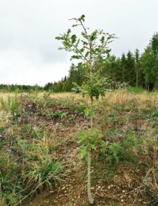 Haarige Eiche in einer Testparzelle von Trees for Future