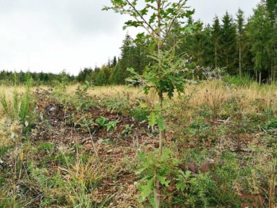 Hairy oak in a test plot of Trees for Future