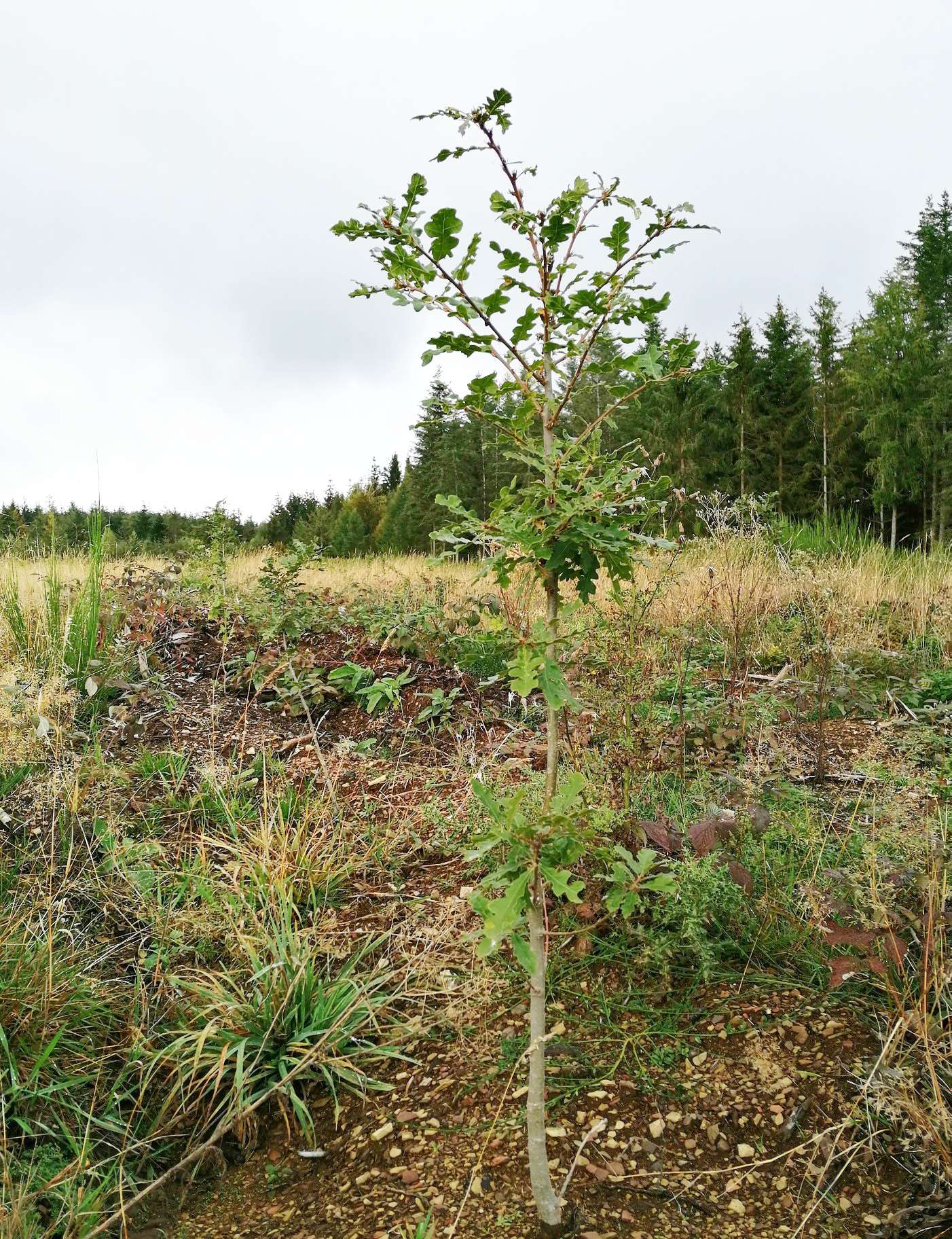 Hairy oak in a test plot of Trees for Future