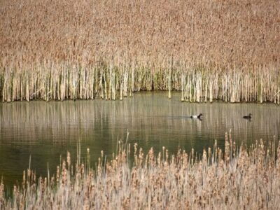 Call for entries for the Baillet Latour etang canard environment prize