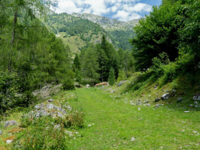 Wald, Gebirge und Flachland in Italien. Studienreise.