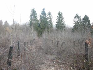 Grundlage Forstwirtschaft Förster