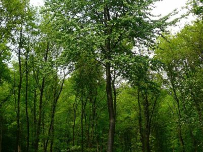 Laubbaum