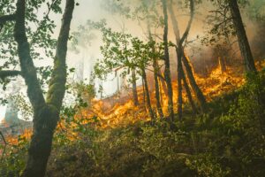 Incendie - Feu de forêt